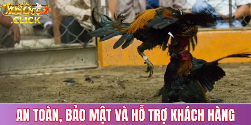 Bảo mật tài khoản và hỗ trợ mọi lúc khi chơi đá gà trực tiếp tại Xoso66