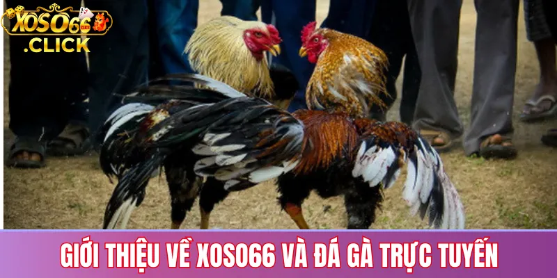 Giới thiệu đá gà trực tuyến tại Xoso66 với hệ thống xem live và đặt cược 24/7